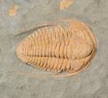 Hamatolenus vincenti Trilobite - Tinjdad, Morocco #63103-2